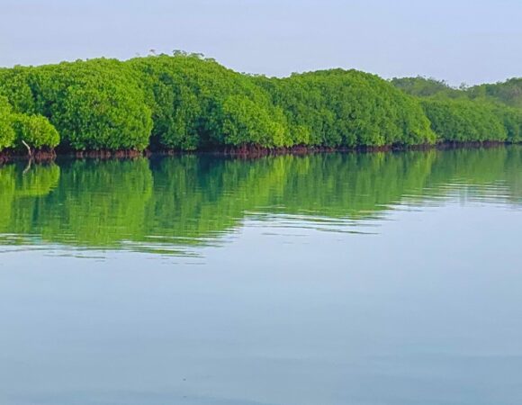 Farasan trips